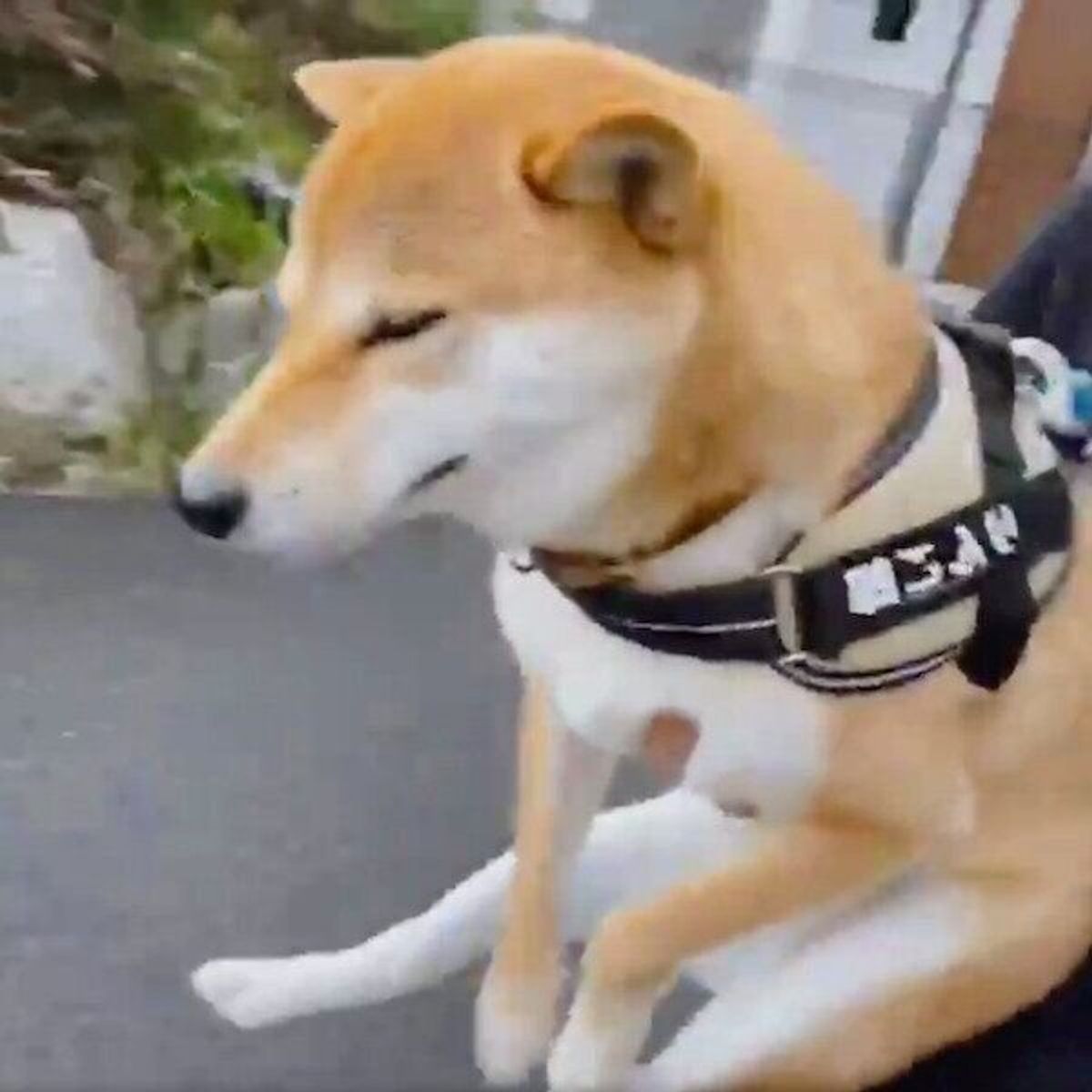 突然夕立 濡れるのが嫌いな柴犬 散歩拒否で 輸送状態 になってしまう いぬのきもちweb Magazine 突然夕立 濡れるのが嫌いな柴犬 散歩拒否で 輸送状態 になってしまう いぬのきもちweb Magazine