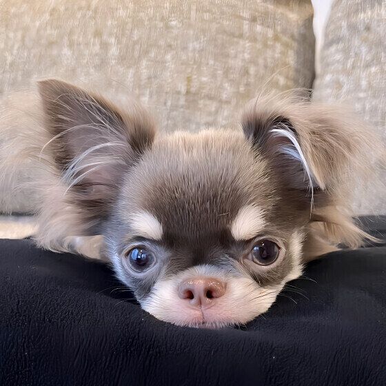 チワワのベルちゃん