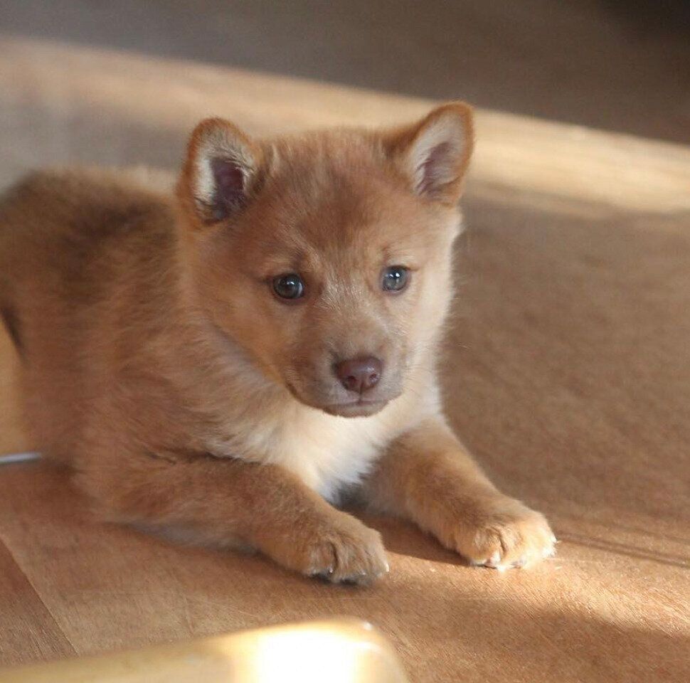 子犬のポロトちゃん。