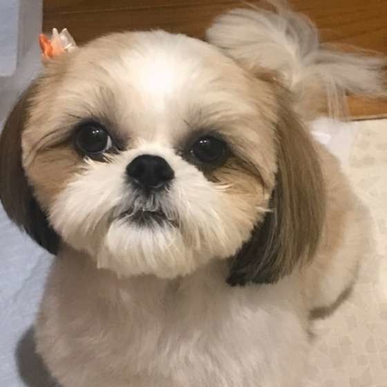 シーズー犬ページです♡ シーズーいっぱい】ゆったりマイペースなシーズーの時間です