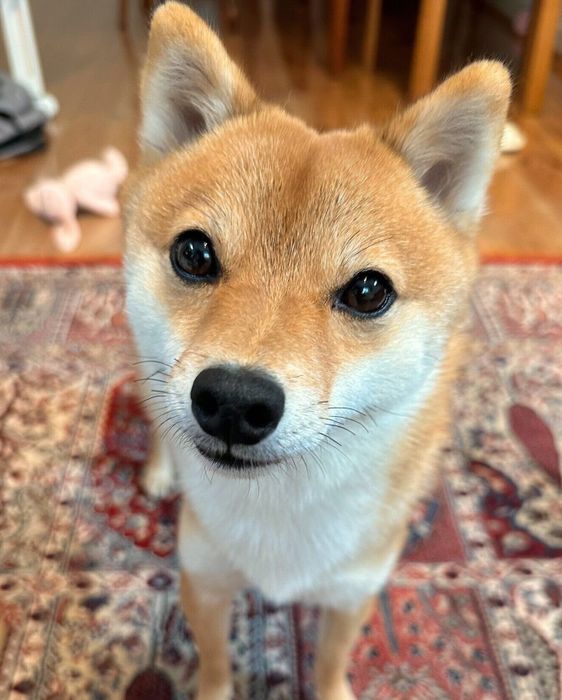 見つめるタマちゃん