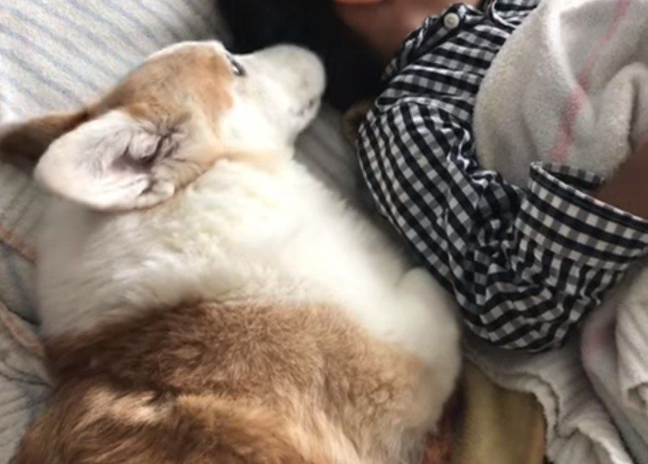 添い寝の犬
