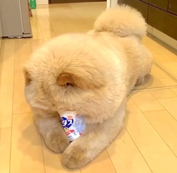 ヨーグルトをペロペロしたいくり蔵くん