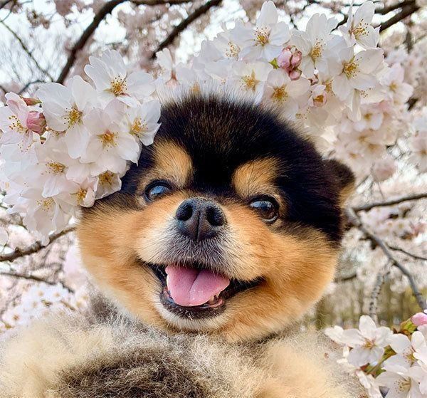 桜の木の下で写真を撮るたろ吉ちゃん