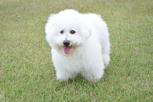 ビション・フリーゼ