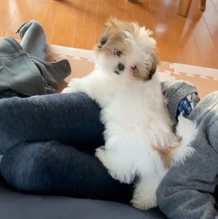 息子さんの足に乗るこまちちゃん