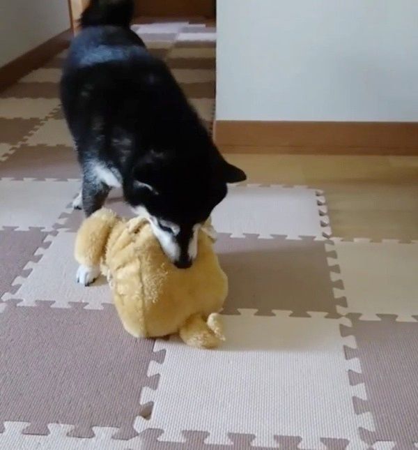 ティッシュケースを振り回す柴犬