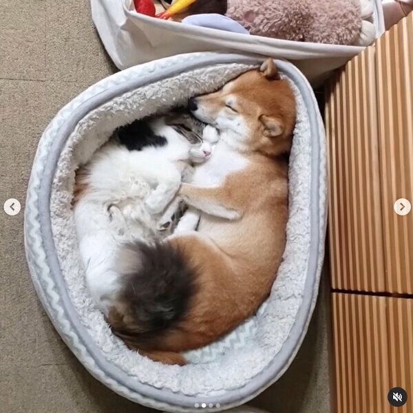 くっついて眠るサラちゃん、ルナちゃん