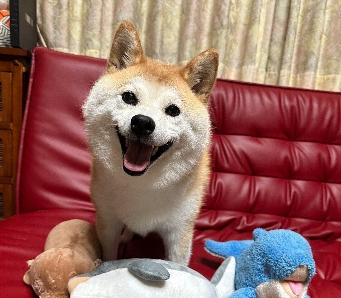 笑顔が可愛いコンちゃん