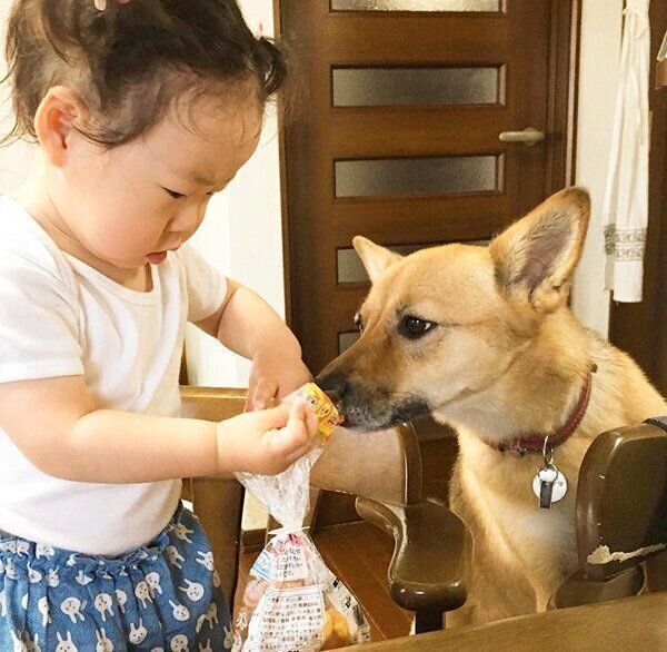 娘さんのことを見守るこむぎちゃん