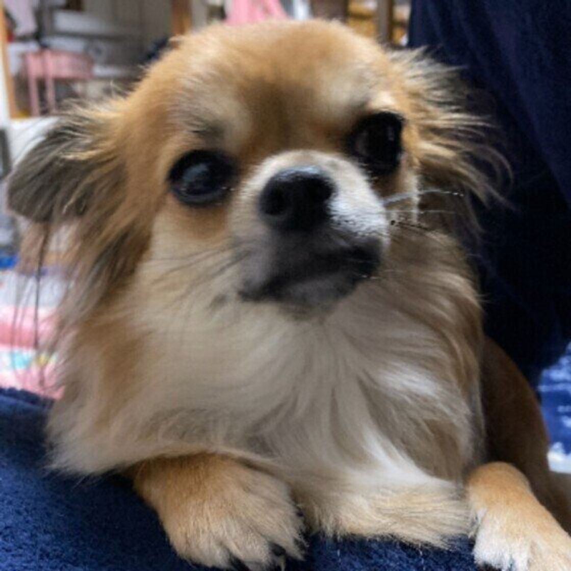 犬の 腹水 はなぜ起こる 痩せているのに犬のお腹が膨れてくることも いぬのきもちweb Magazine 犬の 腹水 はなぜ起こる 痩せているのに犬のお腹が膨れてくることも いぬのきもちweb Magazine