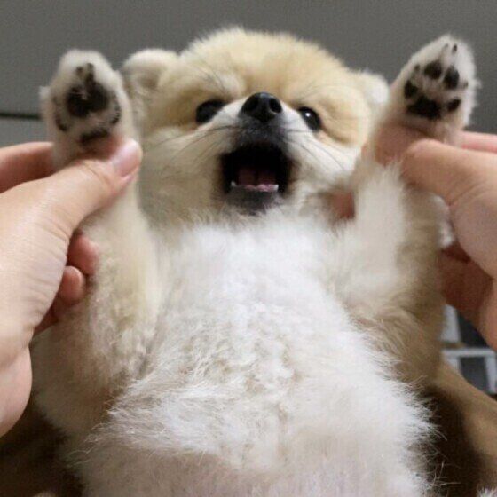 犬の肉球から出血！飼い主ができる対処法は？ いぬのきもち