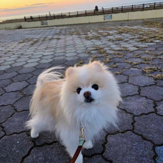 夕日を見ながらお散歩