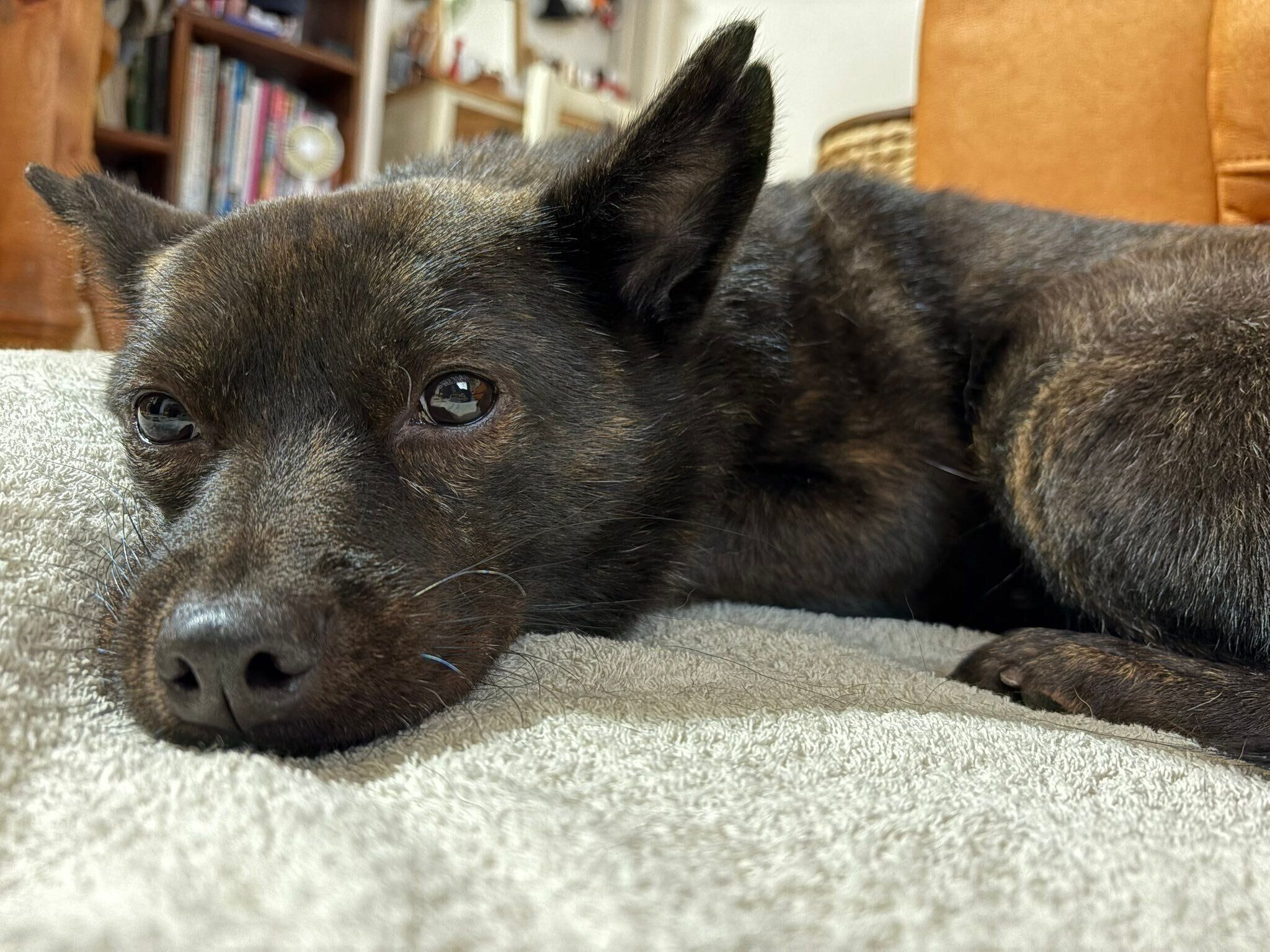 まったりする福丸くん