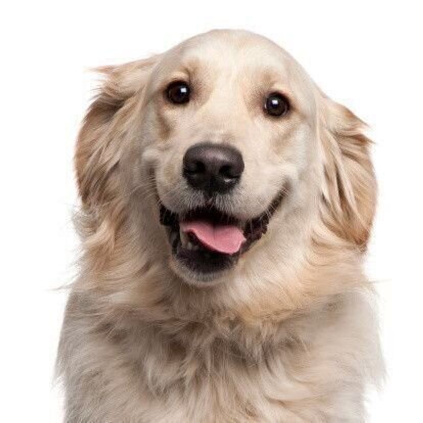 ゴールデン レトリーバーの性格 飼い方のコツ 飼い主の悩みq A いぬのきもち 犬図鑑 いぬのきもちweb Magazine ゴールデン レトリーバーの性格 飼い方のコツ 飼い主の悩みq A いぬのきもち 犬図鑑 いぬのきもちweb Magazine