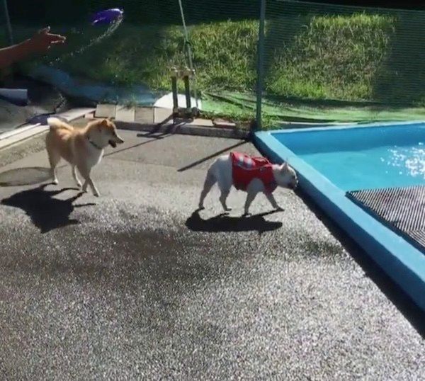 プールで遊ぶ柴犬