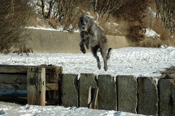 ディアハウンド