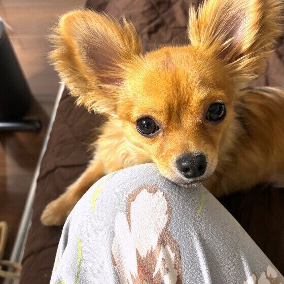 チワワ　あご乗せ