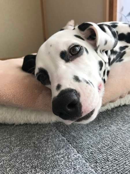 ダルメシアンのディアナちゃん