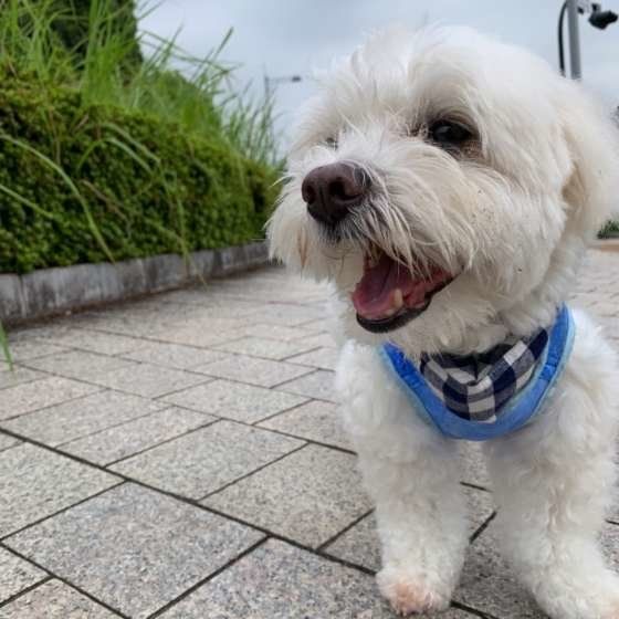 ご機嫌なお散歩