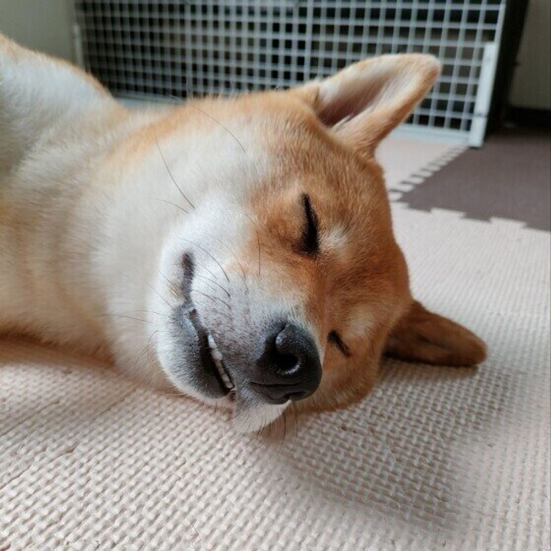 犬はどのくらい眠るの 犬も夢を見るの 犬と人の睡眠の違い いぬのきもちweb Magazine 犬はどのくらい眠るの 犬も夢を見るの 犬と人の睡眠の違い いぬのきもちweb Magazine
