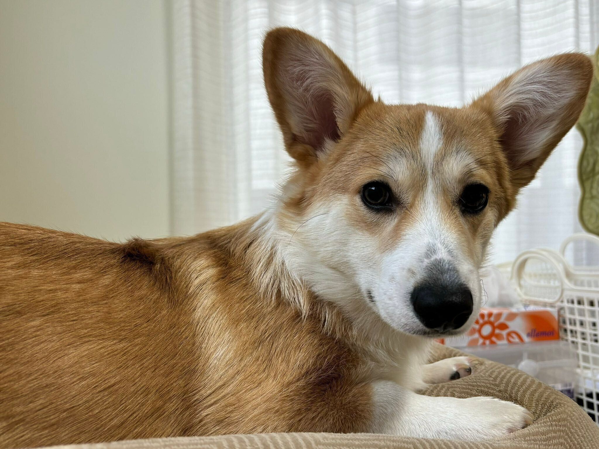 まったりするあんずちゃん