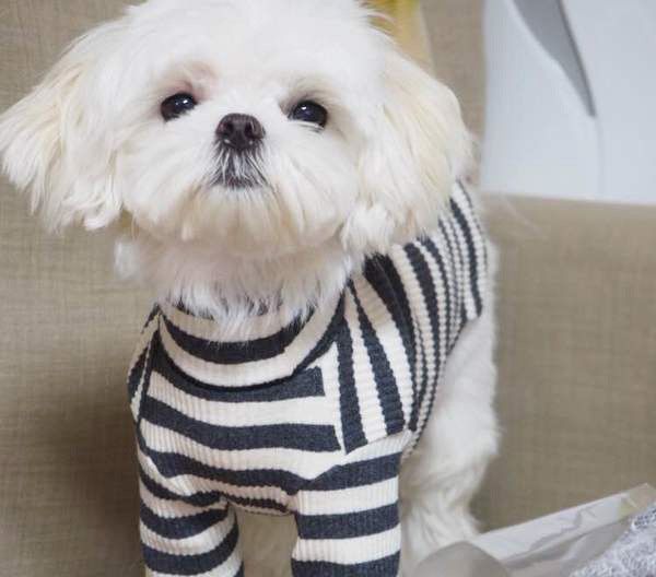 見つめるマルチーズ