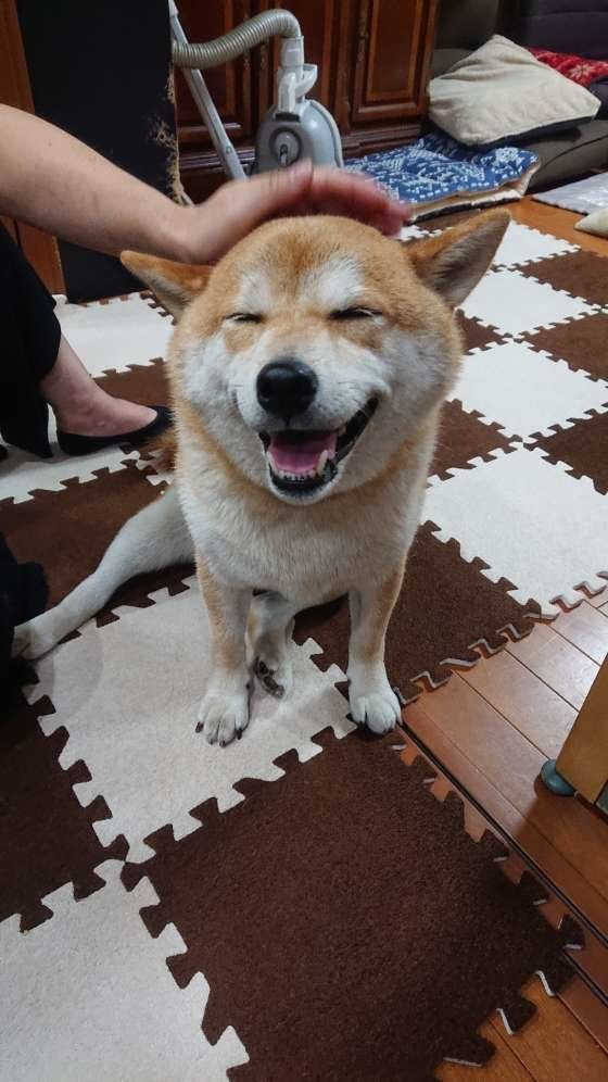 コタローくん  柴