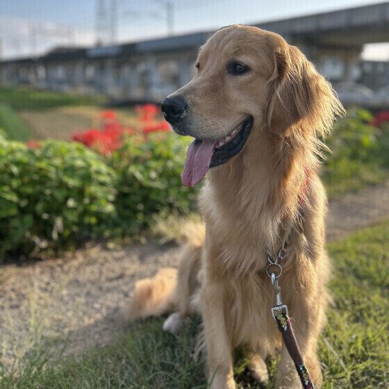 お散歩中のゴールデン・レトリーバー