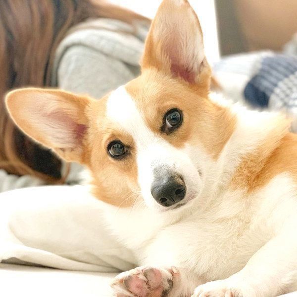 まったりするむぎくん