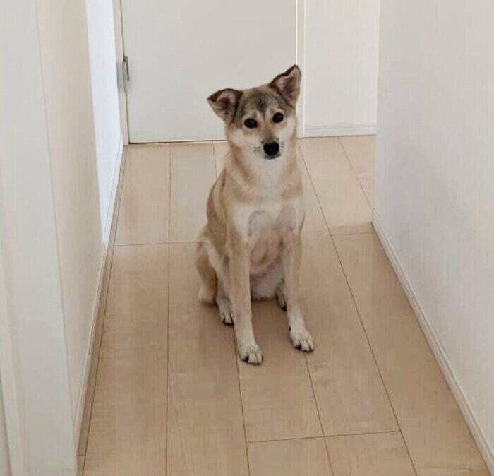 散歩に行くまでついてくるめるちゃん