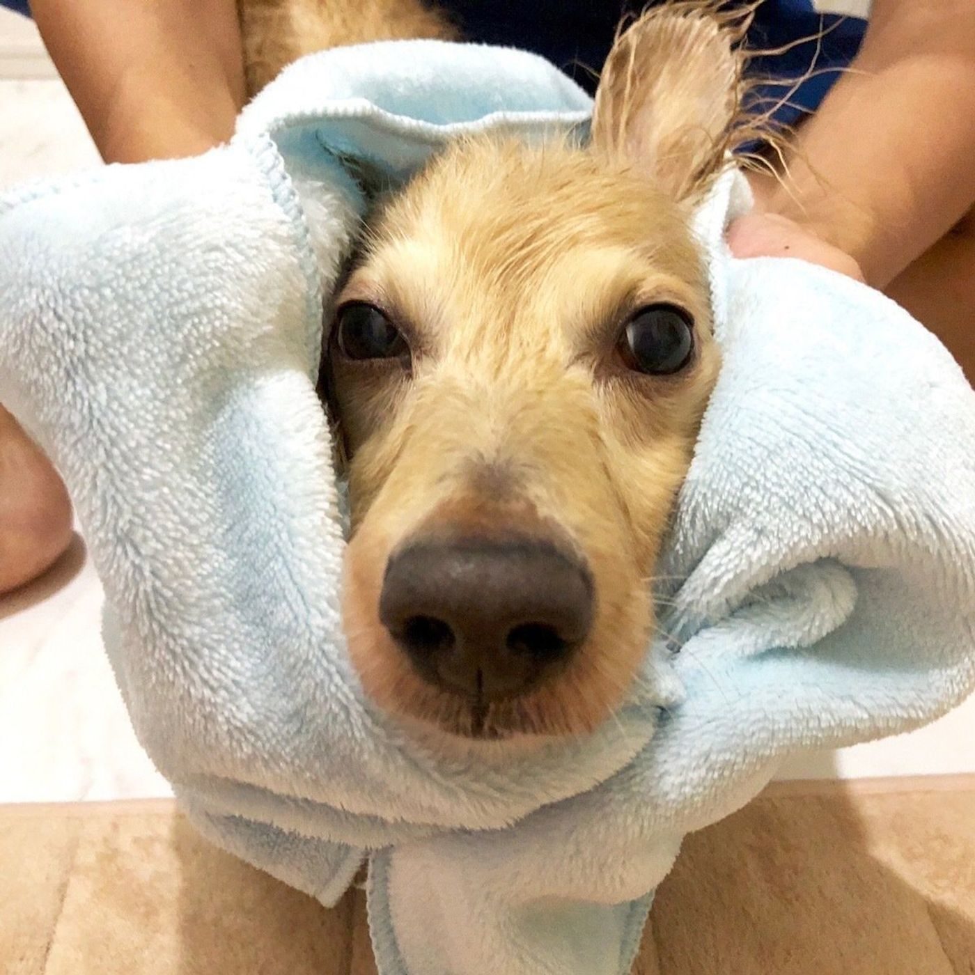 これは使える セリアの100円 マイクロファイバーペットタオル 体験レポ いぬのきもちweb Magazine これは使える セリアの100円 マイクロファイバーペットタオル 体験レポ いぬのきもちweb Magazine