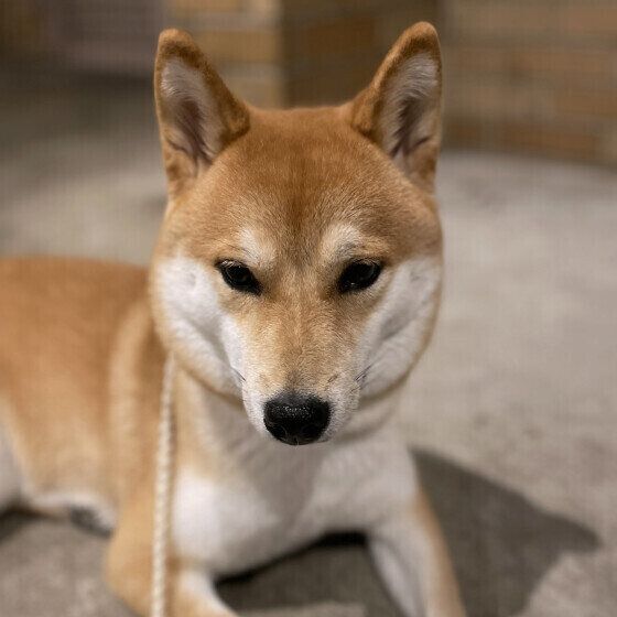 耳がピーンと立った柴