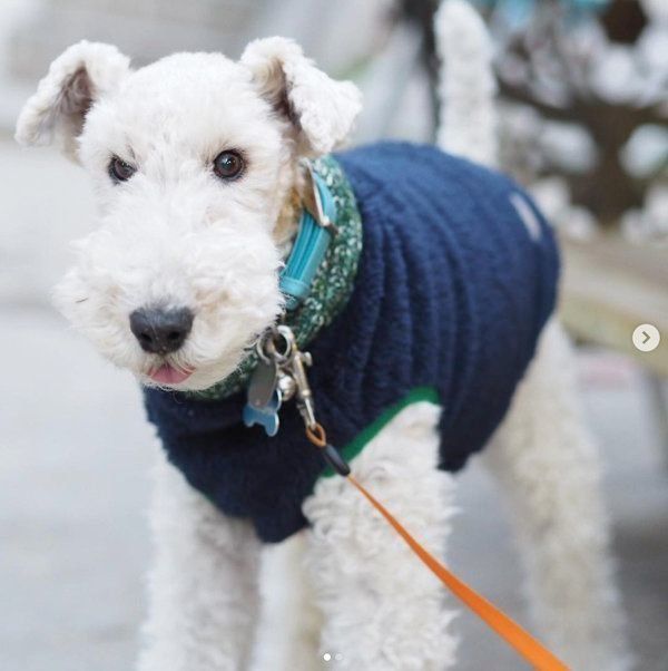元保護犬・こっぺぱんちゃん