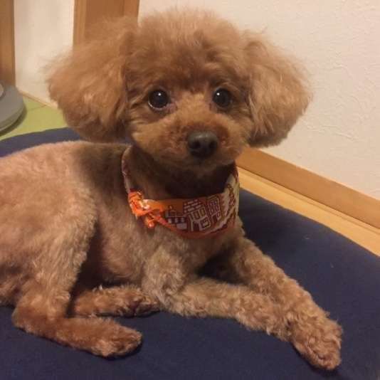 愛犬との おうち時間 を楽しく 一緒にいて楽しい人になる方法 いぬのきもちweb Magazine