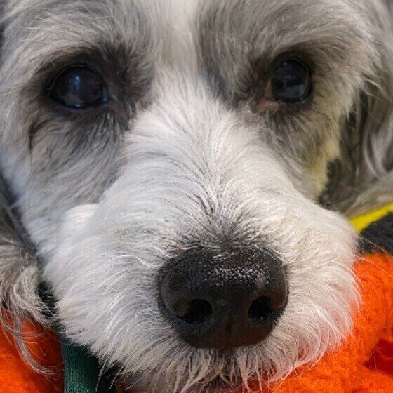 びわちゃん（チャイニーズ・クレステッド・ドッグ）