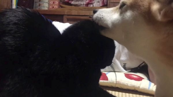 しょぼんワンコ