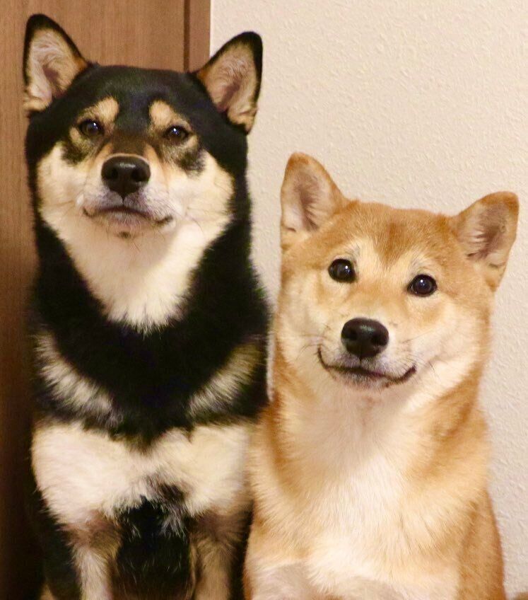 生後6カ月になったマシュくん