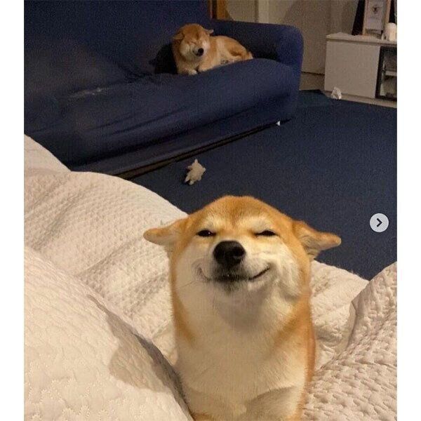 ソファの上で反省中(?)のふじこちゃん、定春くん