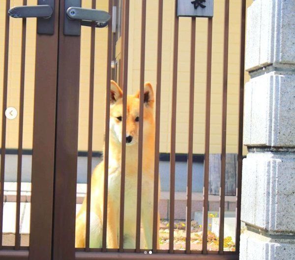 MIXのすずちゃん