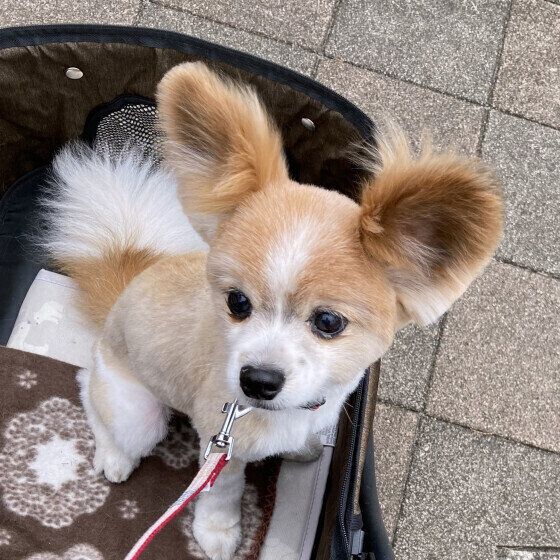 パピヨンの空くん