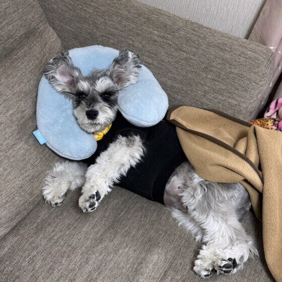 ソファでのんびりするミニチュア・シュナウザー