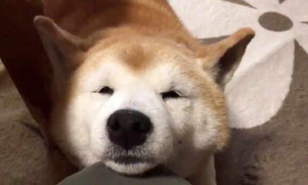 まったりするロペさん