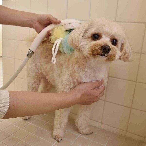 スポンジを当てておけば、水はジョロジョロと流れるので犬が嫌がりにくいです。（撮影／佐藤正之）