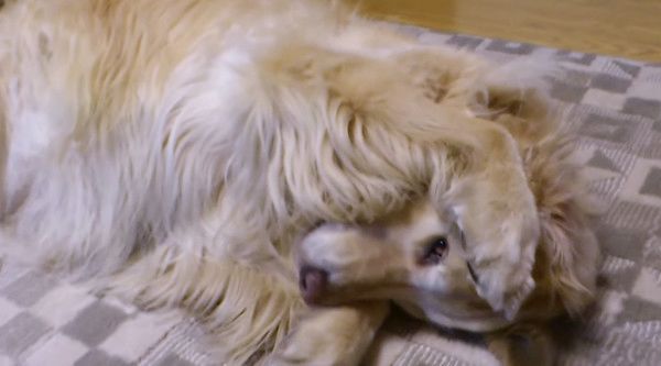 大型犬のマネをする子猫