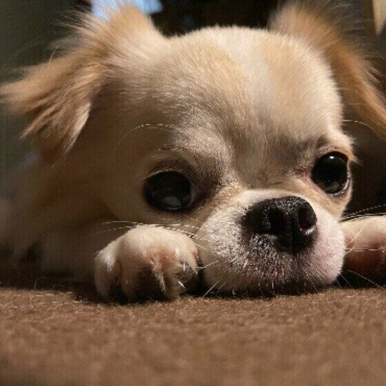 犬がほふく前進をするのはなぜ？ 犬がフセをしながら歩く理由と注意点を獣医師に聞いた いぬのきもち