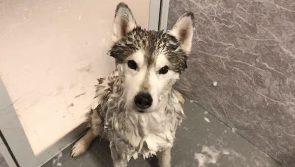 お風呂に入るシベリアン・ハスキー