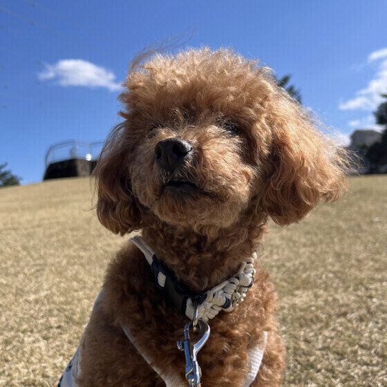 青空の下トイ・プードル いぬのきもち