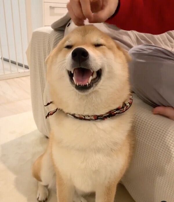 なでなでされる味噌ちゃん