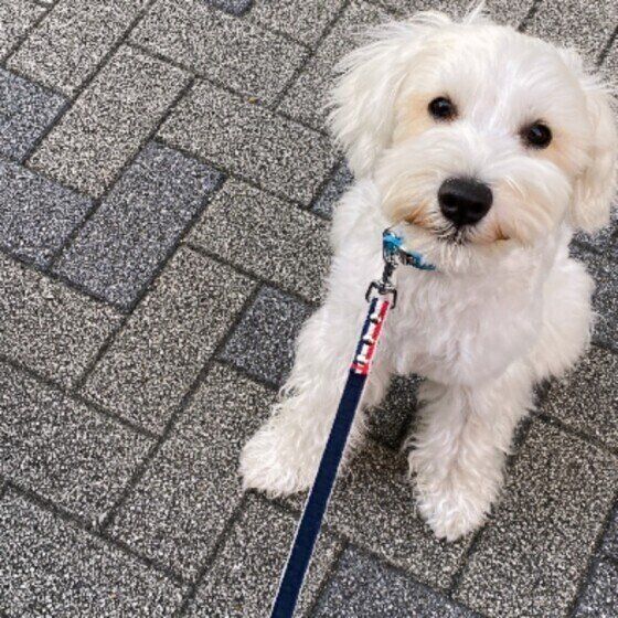 ミニチュア・シュナウザーのましゅくん